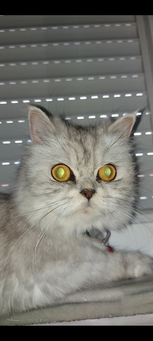 Aleksia A profile picture
