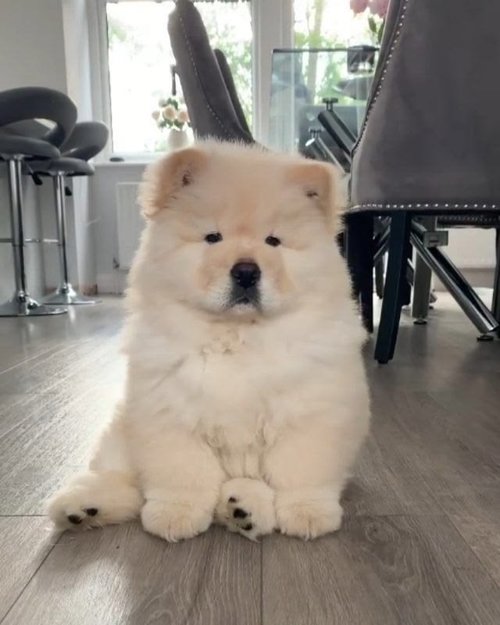 Iris Katcadej profile picture